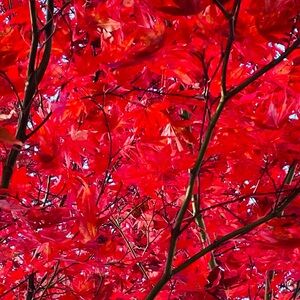 Fabulously Fall Pieces